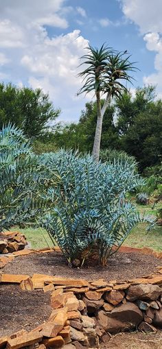 a blue plant in a rock garden bed