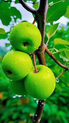 three green apples are hanging from a tree branch with water droplets on it's leaves