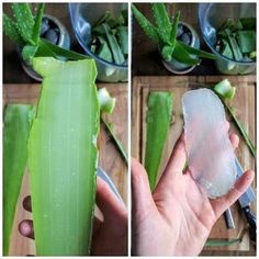 the process of cutting aloea leaves with a knife