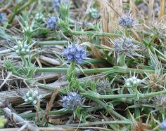 small blue flowers growing on the ground in an area with dry grass and brown weeds