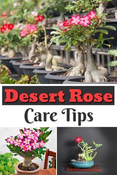 desert rose care tips for beginners to grow in pots and potted plants with text overlay that reads, desert rose care tips