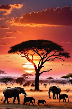 a herd of elephants walking across a grass covered field under a tree with the sun setting in the background