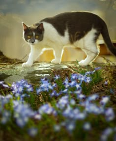 a black and white cat is walking on the ground near blue flowers in front of it