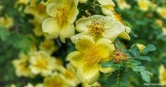 yellow flowers are blooming in the garden