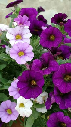 purple and white flowers are in a pot