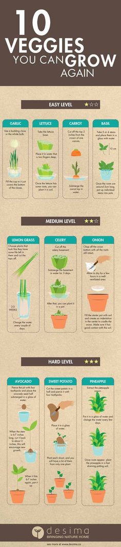 an info sheet with different types of plants