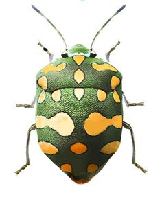 a green and yellow bug with orange spots