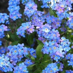 small blue flowers with green leaves in the foreground