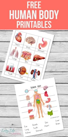 the human body printable worksheet is shown with text that reads, free human body printables