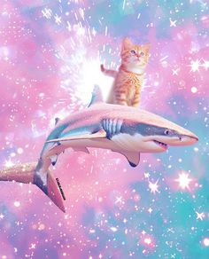 a cat sitting on top of a shark in the sky