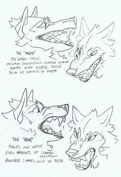 three sketches of different types of wolf heads