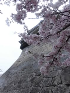 cherry blossoms are blooming on the branches of a tree in front of a stone wall