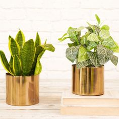 two gold planters with green plants in them