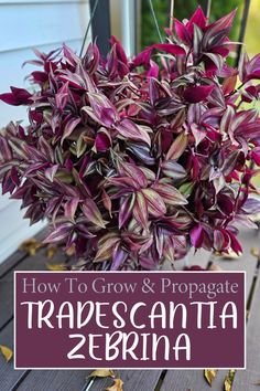 purple plant with text overlay how to grow and propagate tradescanta zebra