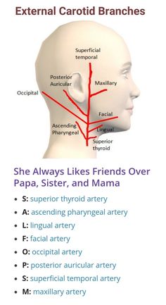 the external and external branches of the human head