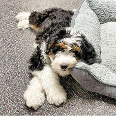 a black and white dog laying on the floor next to a gray bed with his head resting on it's paws