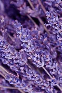 lavender flowers are blooming in the field