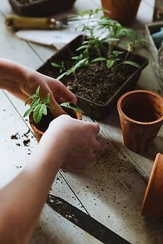 someone is holding plants in their hands while they are working on some gardening projects at the table