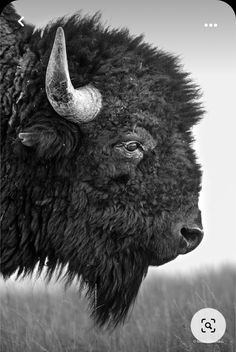 a black and white photo of a bison's head with long horns in a field