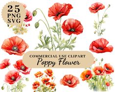 watercolor red flowers clipart set - commercial use, poppy flower graphics for commercial use