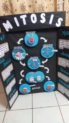 a science fair project showing the structure of mitos