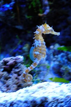 a sea horse in an aquarium looking at something