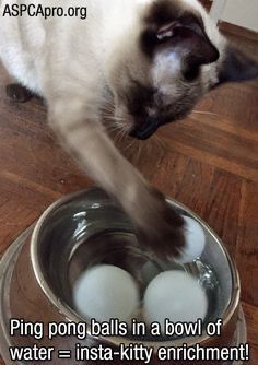 a cat is drinking water out of a bowl