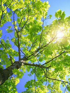 the sun shines through the leaves of a tree