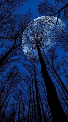 looking up at the moon through some trees