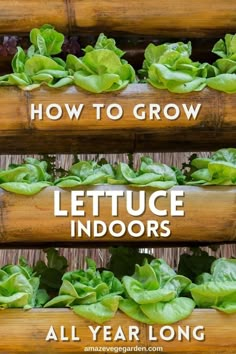 lettuce growing in wooden planters with the words how to grow lettuce indoors all year long