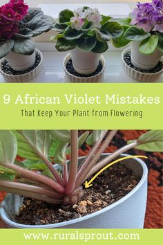 three different types of plants in pots with the words 9 african violet mists that keep your plant from flowering