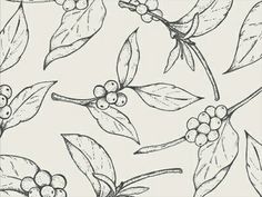 black and white drawing of leaves and berries