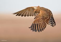 a bird flying in the air with its wings spread