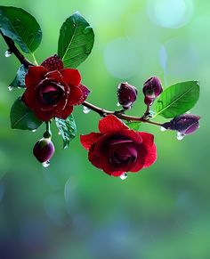 two red roses with green leaves and drops of water on them are hanging from a branch