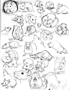 an animal coloring page with many different animals