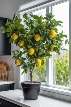 a potted lemon tree sitting on top of a kitchen counter next to a window