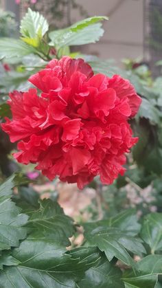 a red flower with green leaves in the foreground and a building in the background