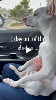 a white dog sitting on top of a woman's lap in the back seat of a car