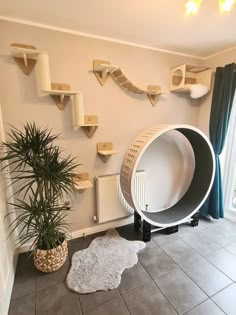 a living room with cat toys on the wall and a rug in front of it