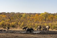 a herd of elephants walking across a dirt field next to trees with yellow leaves on them