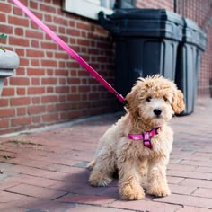 a small brown dog on a leash next to a brick building