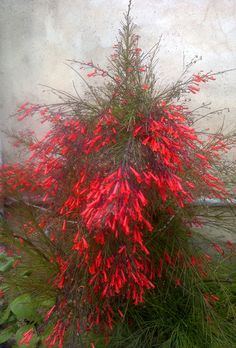 a bush with red flowers in front of a wall