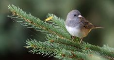 a small bird perched on top of a pine tree