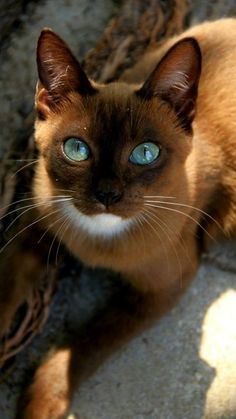 a siamese cat with blue eyes laying on the ground looking up at the camera