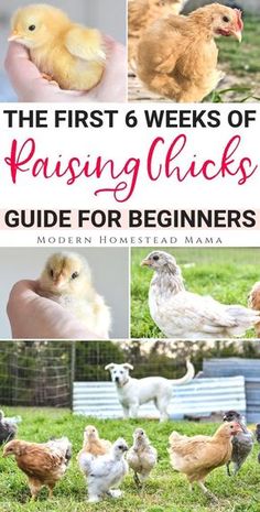 the first 6 weeks of raising chicks guide for beginners by modern homestead mama