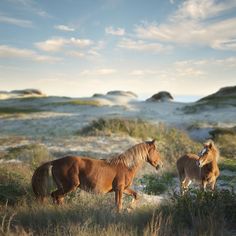 two brown horses standing on top of a grass covered field next to tall dry grass