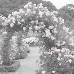 black and white photograph of roses growing in a garden with gravel path leading to it