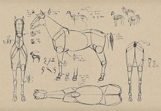 an old drawing of horses and their body parts