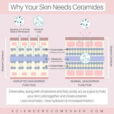 Skin Turnover Cycle, Ceramides Benefits, Ceramides Skin Care, Epidermis Layers, Skin Infographic, Skincare Infographic, Skincare Science, Skin Anatomy