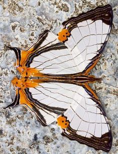 a white and orange butterfly sitting on top of a stone floor with its wings spread out